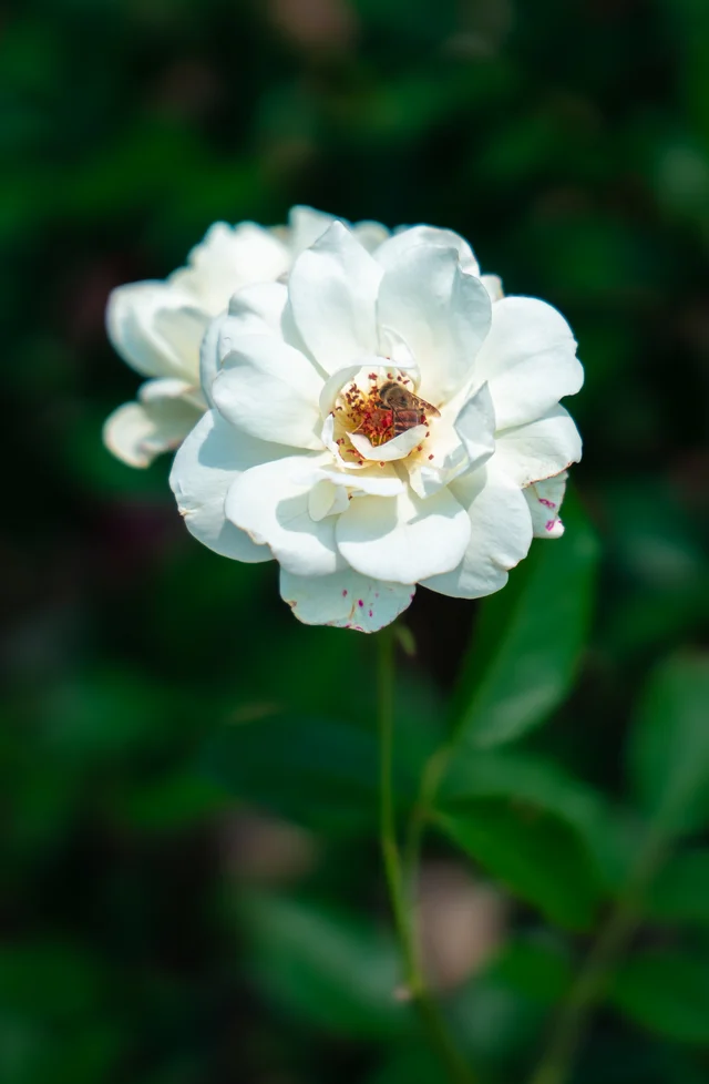 A bee gathering nectar from the center of a white flower.
